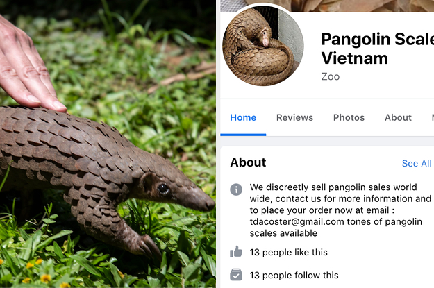 Wildlife Traffickers Are Setting Up Fake Zoos On Facebook To Sell The Scales Of Endangered Pangolins