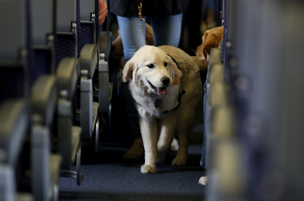 Airlines In The US Can Now Ban Emotional Support Animals From Flights