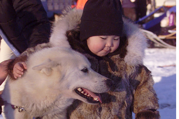 Here's A Look Back At Decades Of Huskies In The Alaskan Iditarod