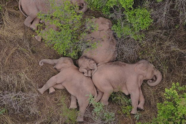 People Have Fallen In Love With This Herd Of Wild Elephants Looking For A New Habitat In China